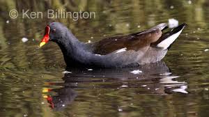 Attēlu rezultāti vaicājumam “Gallinula chloropus”