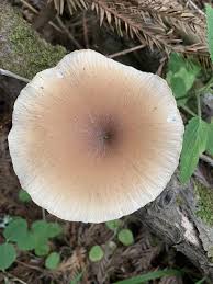 Attēlu rezultāti vaicājumam “Polyporus varius”