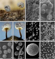 Attēlu rezultāti vaicājumam “Diderma tigrinum stalked”