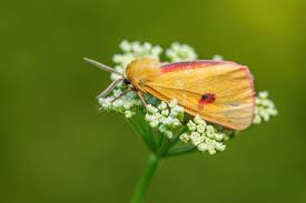Attēlu rezultāti vaicājumam “Diacrisia sannio male”