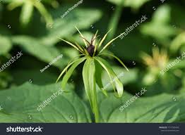 Attēlu rezultāti vaicājumam “Paris quadrifolia bud”