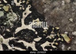 Attēlu rezultāti vaicājumam “Menegazzia terebrata”