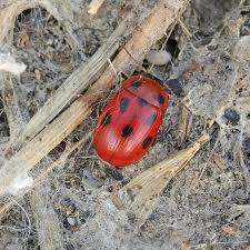 Attēlu rezultāti vaicājumam “Gonioctena”