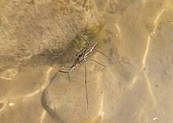 Attēlu rezultāti vaicājumam “Aquarius najas”