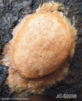 Attēlu rezultāti vaicājumam “Fuligo leviderma”