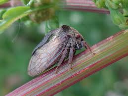 Attēlu rezultāti vaicājumam “Centrotus cornutus”