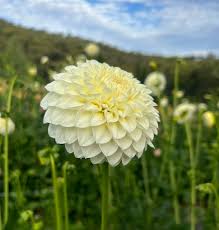 Image result for Dahlia `Snowflake`