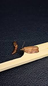 Attēlu rezultāti vaicājumam “Pandemis cinnamomeana female”