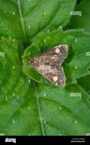 Attēlu rezultāti vaicājumam “Pyrausta aurata”