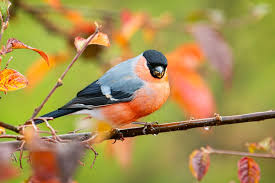 Attēlu rezultāti vaicājumam “Pyrrhula pyrrhula male”