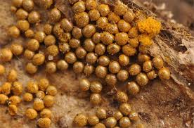 Attēlu rezultāti vaicājumam “Trichia scabra spores”