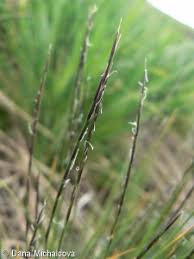 Attēlu rezultāti vaicājumam “Nardus stricta fruit”
