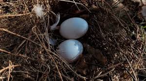 Attēlu rezultāti vaicājumam “Grus grus nest”