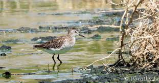 Image result for Calidris subminuta