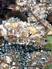 Attēlu rezultāti vaicājumam “Penicillium vulpinum”