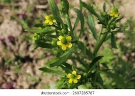 Attēlu rezultāti vaicājumam “Ranunculus sceleratus leaf”