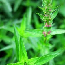 Attēlu rezultāti vaicājumam “Lythrum salicaria leaf”