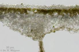 Attēlu rezultāti vaicājumam “Peltigera extenuata”