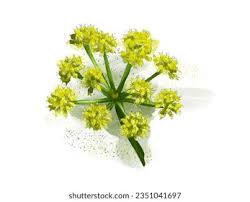 Attēlu rezultāti vaicājumam “Levisticum officinale flower”