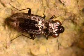 Attēlu rezultāti vaicājumam “Notiophilus germinyi”