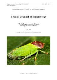 Attēlu rezultāti vaicājumam “Paramesus obtusifrons”