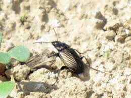 Attēlu rezultāti vaicājumam “Poecilus lepidus”