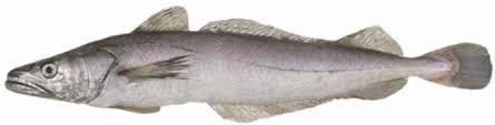 Image result for Merluccius merluccius