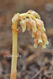 Attēlu rezultāti vaicājumam “Monotropa hypopitys bud”