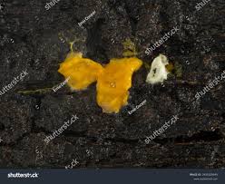 Attēlu rezultāti vaicājumam “Badhamia utricularis plasmodium”