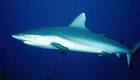 File:Grey reef shark2.jpg - Wikipedia, the free encyclopedia