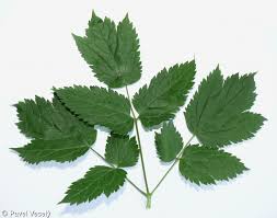 Attēlu rezultāti vaicājumam “Actaea spicata”