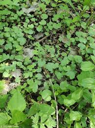 Attēlu rezultāti vaicājumam “Ficaria verna leaf”