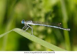 Attēlu rezultāti vaicājumam “Platycnemis pennipes male”