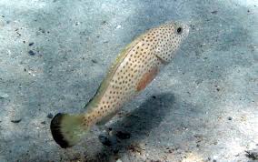 Image result for Epinephelus guttatus