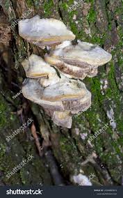 Attēlu rezultāti vaicājumam “Trametes suaveolens”