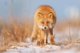 Attēlu rezultāti vaicājumam “Vulpes vulpes”