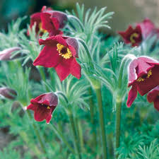 Attēlu rezultāti vaicājumam “Pulsatilla”