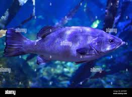 Image result for Mycteroperca rubra