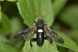 Attēlu rezultāti vaicājumam “Cimbex femoratus imago”