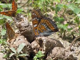 Attēlu rezultāti vaicājumam “Limenitis populi underside”