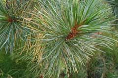 Attēlu rezultāti vaicājumam “Pinus sibirica”