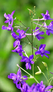 Attēlu rezultāti vaicājumam “Consolida regalis flower”