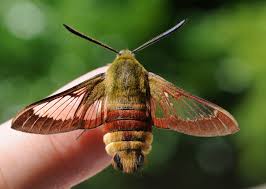 Attēlu rezultāti vaicājumam “Hemaris fuciformis”