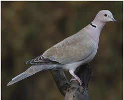 Attēlu rezultāti vaicājumam “Streptopelia decaocto adult”