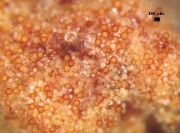 Attēlu rezultāti vaicājumam “Cribraria martinii spores”