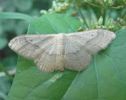 Attēlu rezultāti vaicājumam “Idaea aversata”