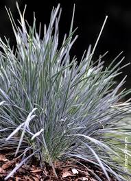 Attēlu rezultāti vaicājumam “Koeleria glauca leaf”