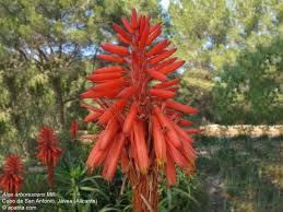 Attēlu rezultāti vaicājumam “Xanthorrhoeaceae”