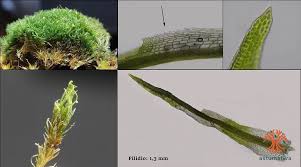 Attēlu rezultāti vaicājumam “Eucladium verticillatum”