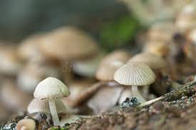 Attēlu rezultāti vaicājumam “Psathyrella pygmaea”